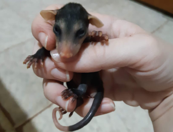 Sarues Sao Imunes Ao Veneno De Cobras E Predadores Desses Animais Tamoios News