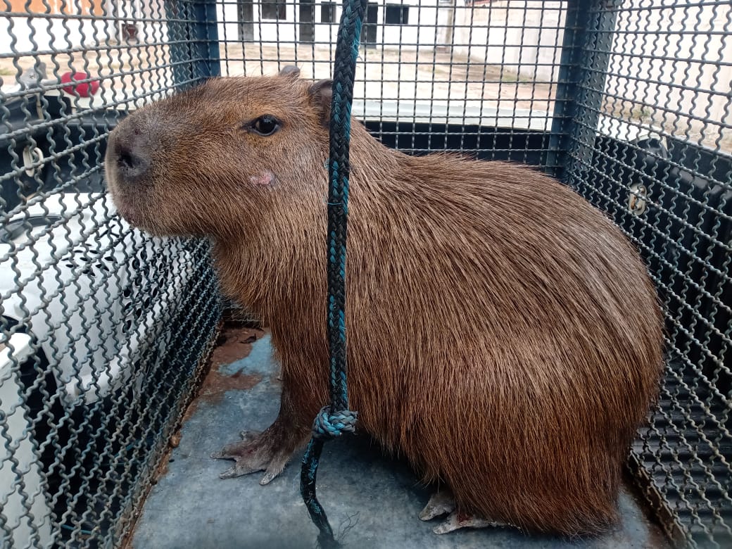 25 ideias de Capivara em 2023  capivara, capivaras, fotos de capivara